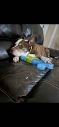 Lost Male Dog last seen Montrose and Pulaski , Chicago, IL 60618