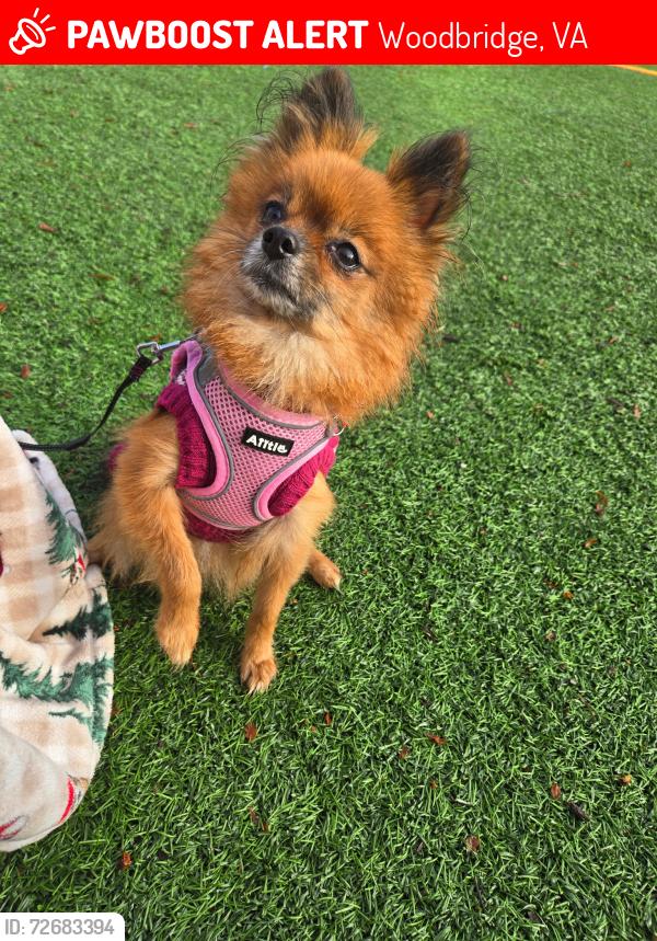 Lost Female Dog last seen Outside, Woodbridge, VA 22193