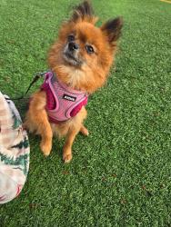 Lost Female Dog last seen Outside, Woodbridge, VA 22193