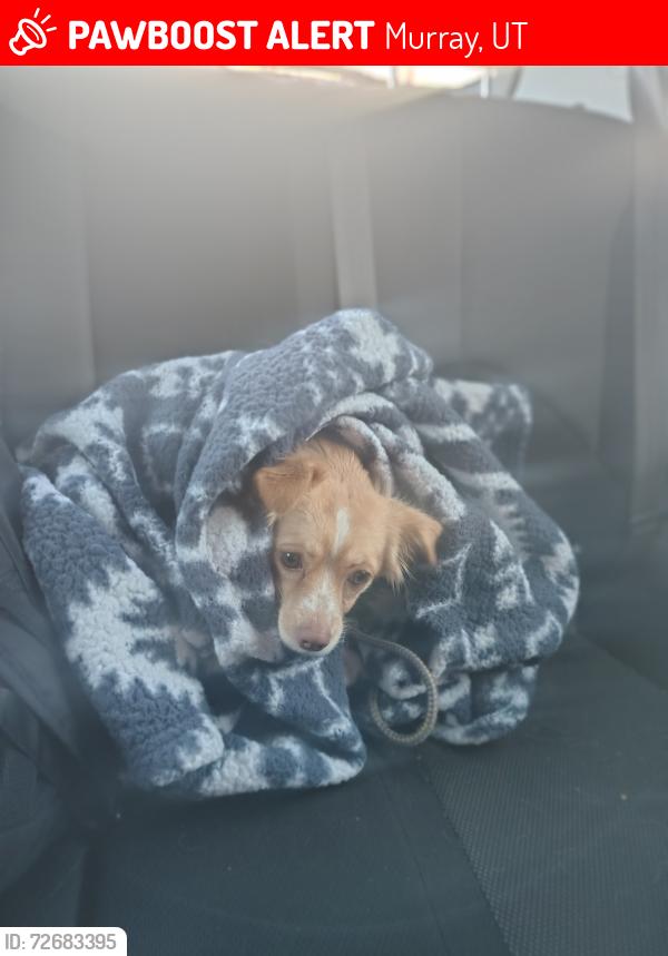 Lost Female Dog last seen 4800s state atreet, Murray, UT 84107