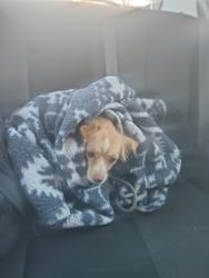 Lost Female Dog last seen 4800s state atreet, Murray, UT 84107