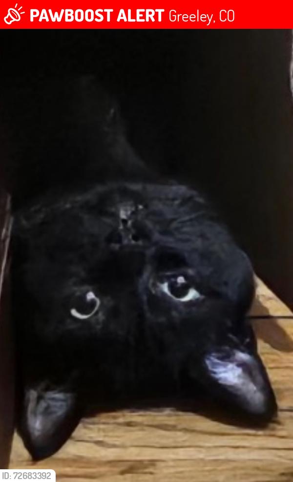 Lost Male Cat last seen 16th street and 10th ave by UNC, Greeley, CO 80631