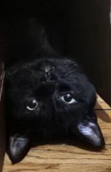 Lost Male Cat last seen 16th street and 10th ave by UNC, Greeley, CO 80631