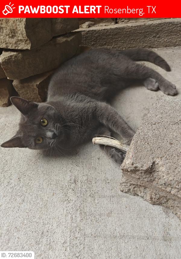 Lost Male Cat last seen Fort Bend County Animal Services, Rosenberg, TX 77471