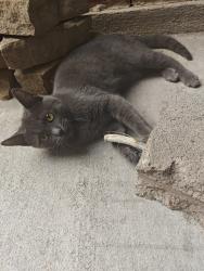 Lost Male Cat last seen Fort Bend County Animal Services, Rosenberg, TX 77471