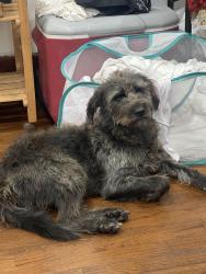Lost Male Dog last seen Near 41st ave N, Birmingham, AL 35217