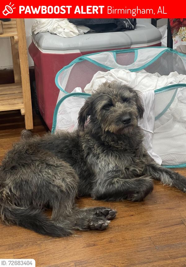 Lost Male Dog last seen Near 41st ave N, Birmingham, AL 35217