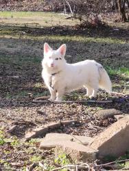 Found/Stray Male Dog last seen Tantallon , Fort Washington, MD 20744