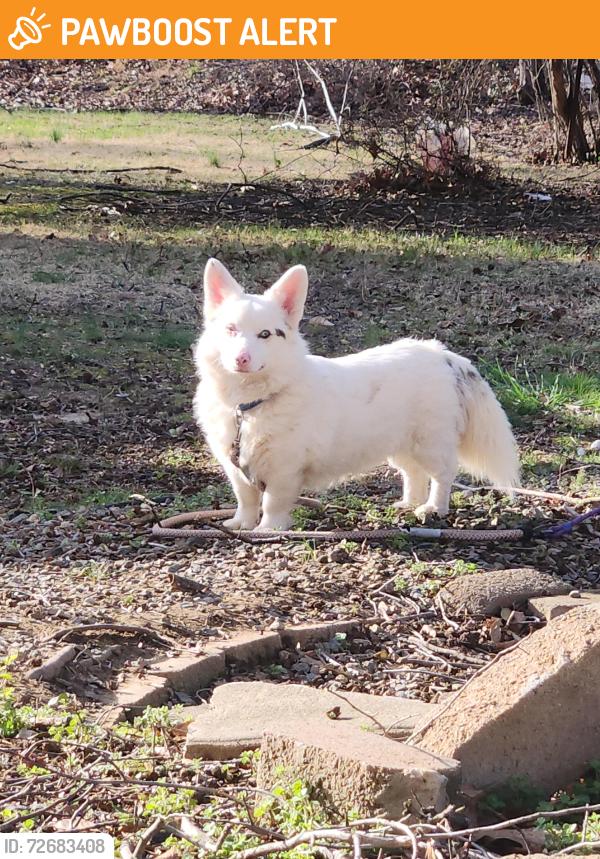 Found/Stray Male Dog last seen Tantallon , Fort Washington, MD 20744