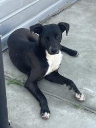 Found/Stray Male Dog last seen Fairfax, Bakersfield, CA 93307