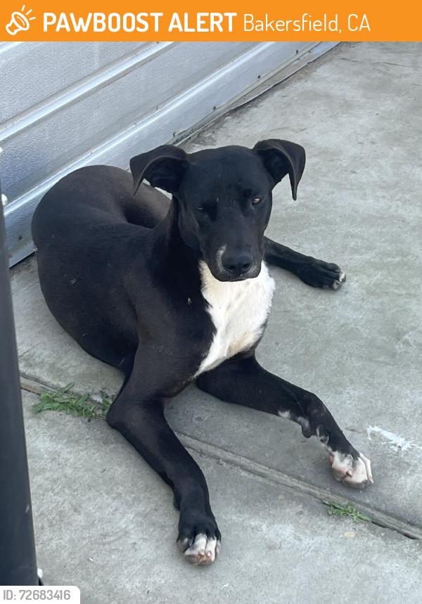 Found/Stray Male Dog last seen Fairfax, Bakersfield, CA 93307
