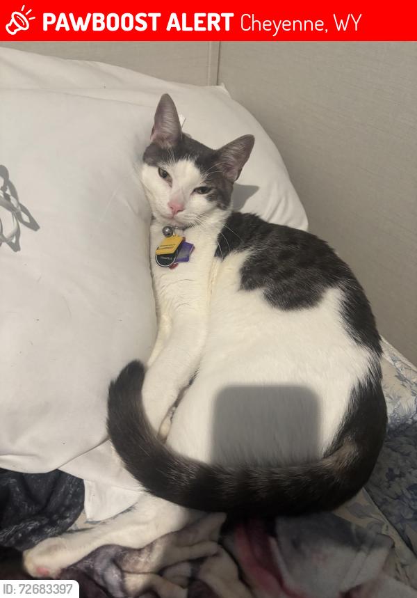 Lost Male Cat last seen He lives in  pain wood village apmts there is a hill going leading to a dinosaur park , Cheyenne, WY 82007
