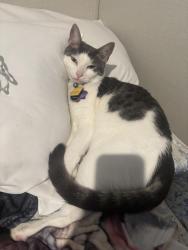 Lost Male Cat last seen He lives in  pain wood village apmts there is a hill going leading to a dinosaur park , Cheyenne, WY 82007