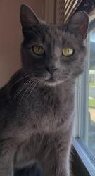 Found/Stray Unknown Cat last seen CVS Dunellon,fl, Dunnellon, FL 34431