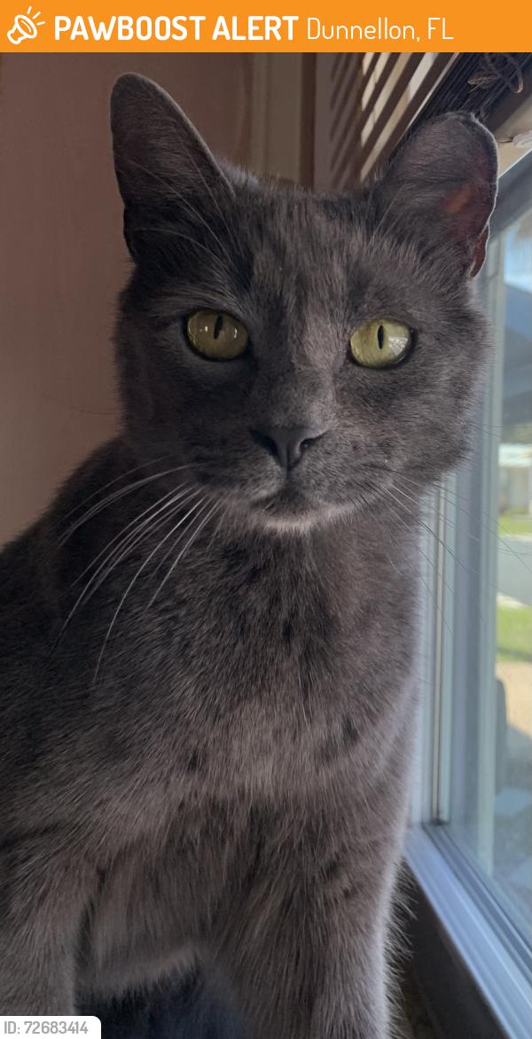 Found/Stray Unknown Cat last seen CVS Dunellon,fl, Dunnellon, FL 34431