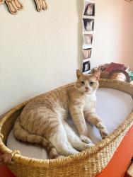 Lost Male Cat last seen Possibly on N 10th, St. Helens, OR 97051