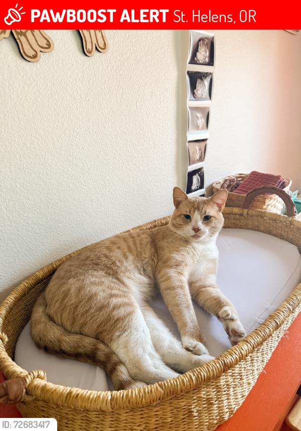 Lost Male Cat last seen Possibly on N 10th, St. Helens, OR 97051