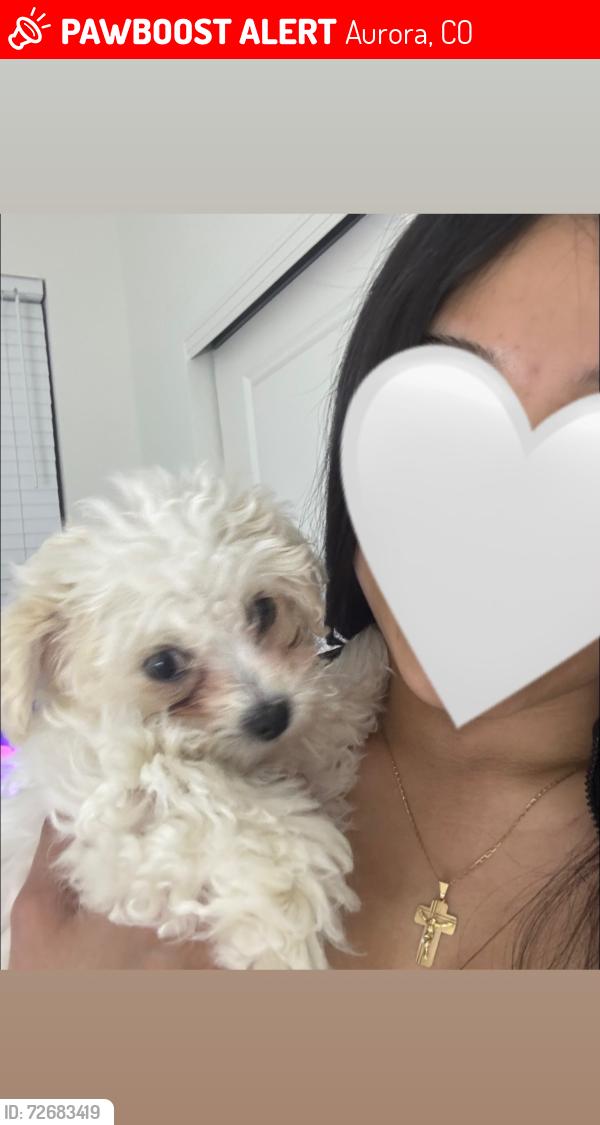 Lost Female Dog last seen E 56th Ave, Aurora, CO 80019