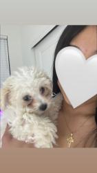 Lost Female Dog last seen E 56th Ave, Aurora, CO 80019