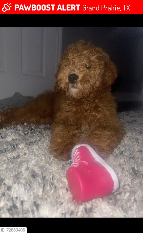Lost Female Dog last seen Near Yeltes , Grand Prairie, TX 75054
