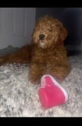 Lost Female Dog last seen Near Yeltes , Grand Prairie, TX 75054