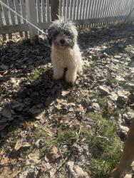 Found/Stray Female Dog last seen 4th and 6th , Kalamazoo, MI 49008
