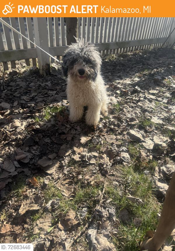 Found/Stray Female Dog last seen 4th and 6th , Kalamazoo, MI 49008