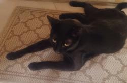 Found/Stray Male Cat last seen Lamb and Stewart , Las Vegas, NV 89110