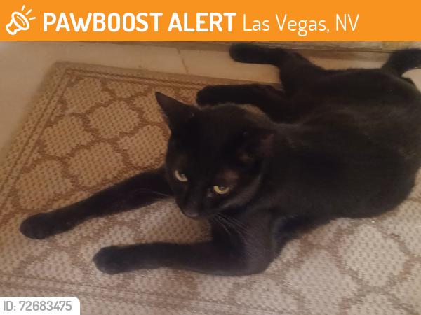 Found/Stray Male Cat last seen Lamb and Stewart , Las Vegas, NV 89110