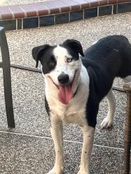 Found/Stray Male Dog last seen Fairmont Jr High, Pasadena, TX 77505