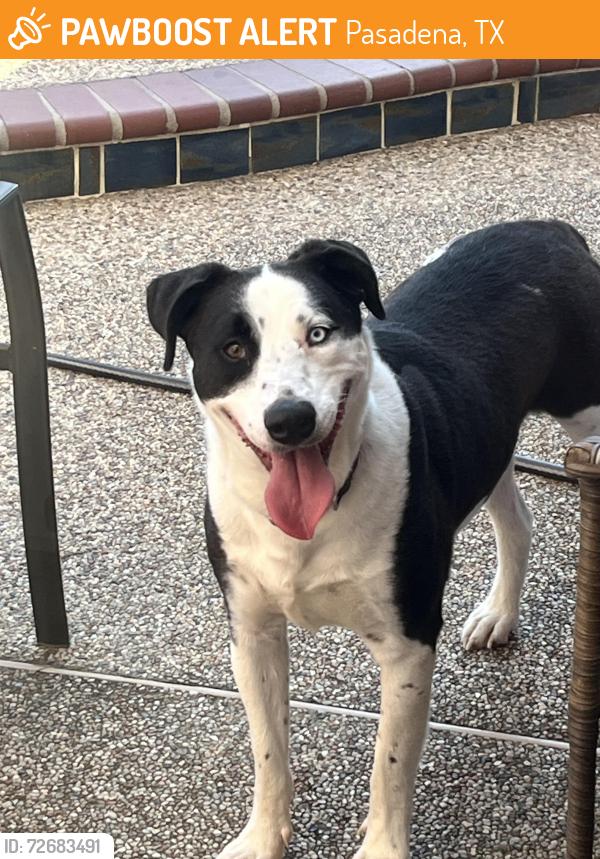 Found/Stray Male Dog last seen Fairmont Jr High, Pasadena, TX 77505