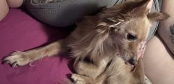 Lost Male Dog last seen Near N Flowing Wells rd Apt 2101, Tucson, AZ 85705