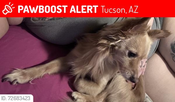 Lost Male Dog last seen Near N Flowing Wells rd Apt 2101, Tucson, AZ 85705