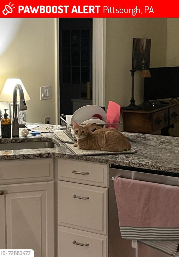 Lost Female Cat last seen Hollywood and Georgetown, Pittsburgh, PA 15235