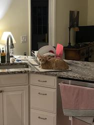 Lost Female Cat last seen Hollywood and Georgetown, Pittsburgh, PA 15235
