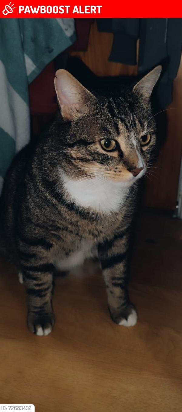 Lost Male Cat last seen Forestside Vets, Lisburn and Castlereagh, Northern Ireland BT8 6AA