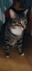 Lost Male Cat last seen Forestside Vets, Lisburn and Castlereagh, Northern Ireland BT8 6AA