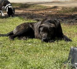 Lost Male Dog last seen at roundabout on st mary’s rd, Columbus, GA 31907
