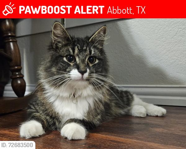 Lost Male Cat last seen Abbott post office, Abbott, TX 76621
