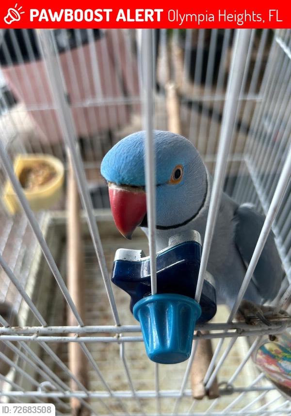 Lost Male Bird last seen Bird bowel, Olympia Heights, FL 33165