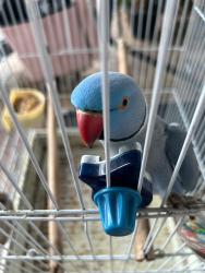 Lost Male Bird last seen Bird bowel, Olympia Heights, FL 33165