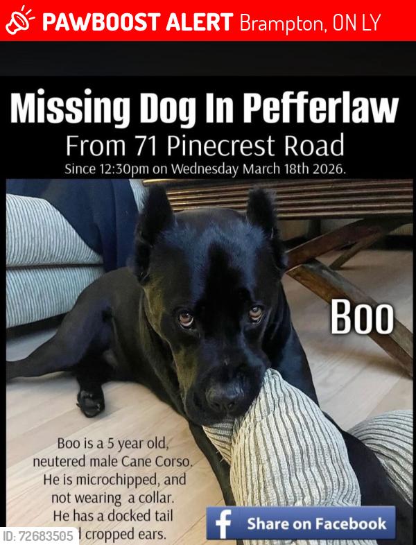 Lost Male Dog last seen Pefferlaw Georgina , Brampton, ON L6Y