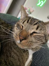 Lost Male Cat last seen Vincent drive and Jefferson river rd, Athens, GA 30607