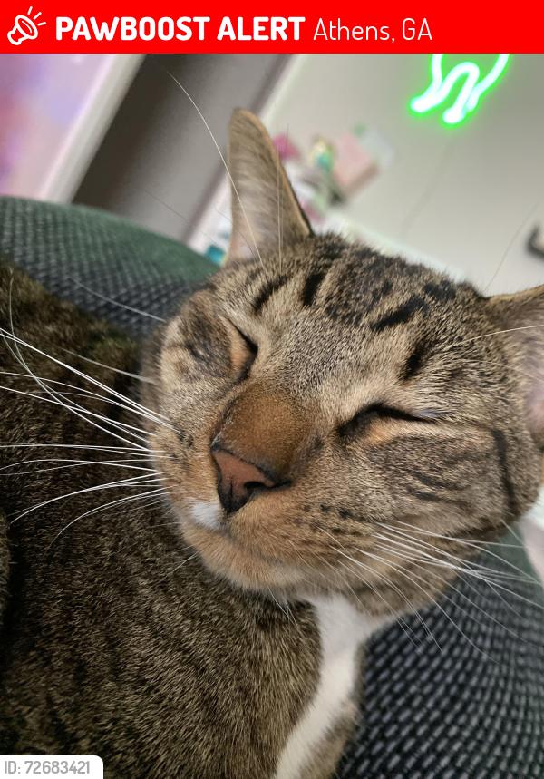 Lost Male Cat last seen Vincent drive and Jefferson river rd, Athens, GA 30607