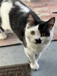 Found/Stray Male Cat last seen palm & clinton, Fresno, CA 93704