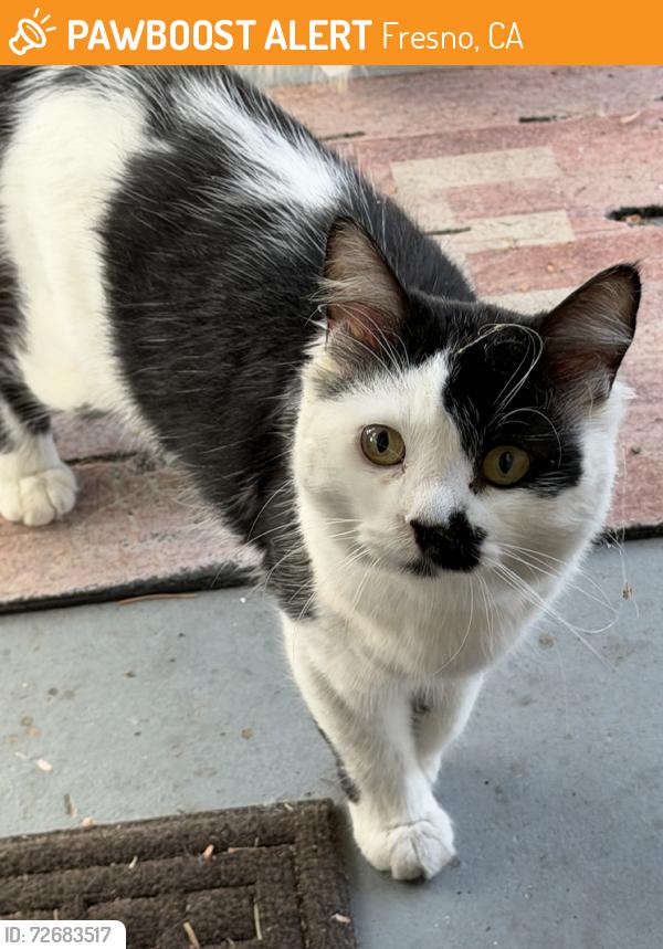 Found/Stray Male Cat last seen palm & clinton, Fresno, CA 93704