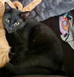 Lost Male Cat last seen Near Winterberry Drive., Austin, TX 78750