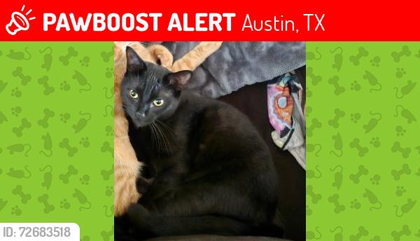Lost Male Cat last seen Near Winterberry Drive., Austin, TX 78750