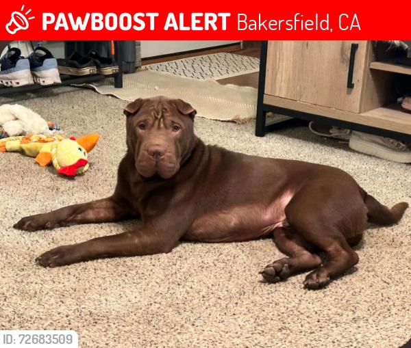 Lost Male Dog last seen Allen rd and Reina, Bakersfield, CA 93312