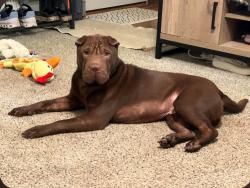 Lost Male Dog last seen Allen rd and Reina, Bakersfield, CA 93312